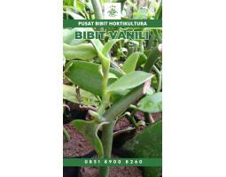 Tsel Sentral  Bibit Vanili - Lampung Barat