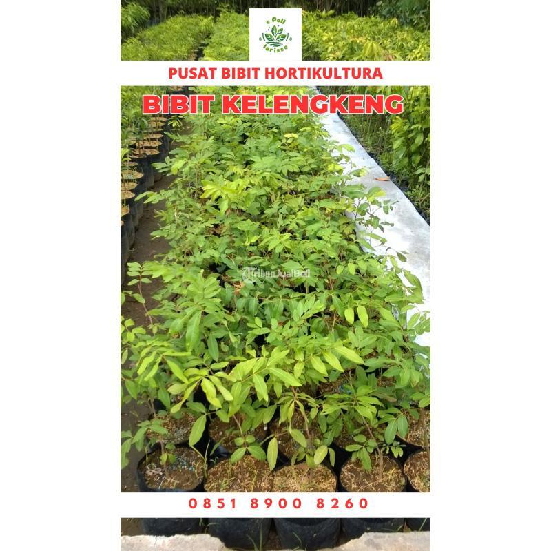 Tsel Harga Bibit Kelengkeng Aroma Durian - Sungai Penuh