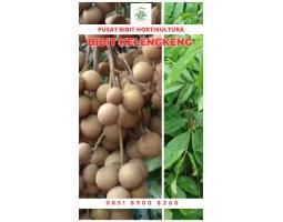 Tsel Harga Bibit Kelengkeng Aroma Durian - Sungai Penuh 