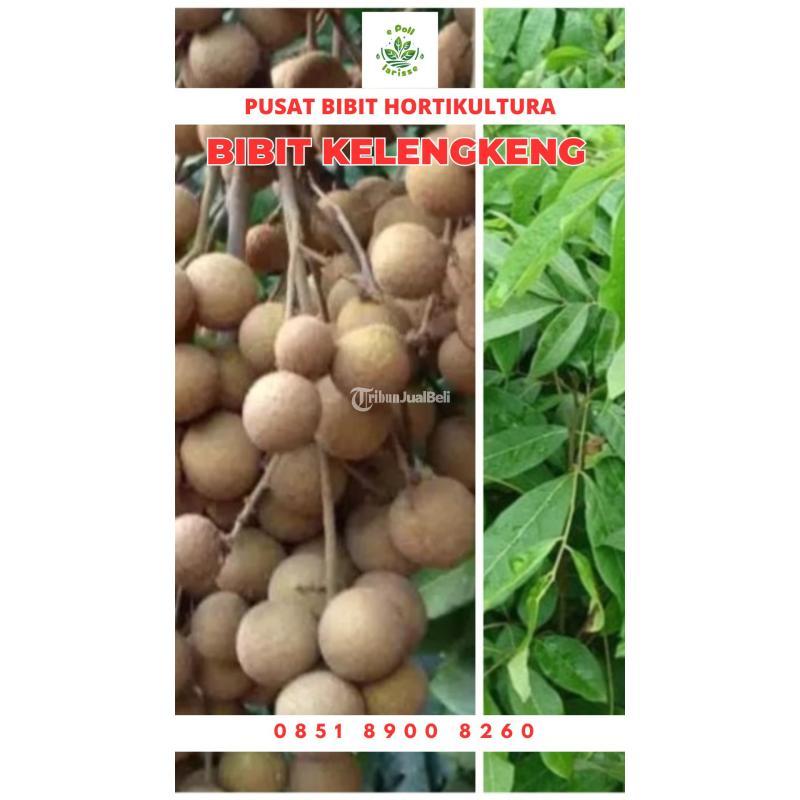 Tsel Harga Bibit Kelengkeng Aroma Durian - Sungai Penuh