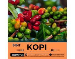 Jual Bibit Kopi - Jambi