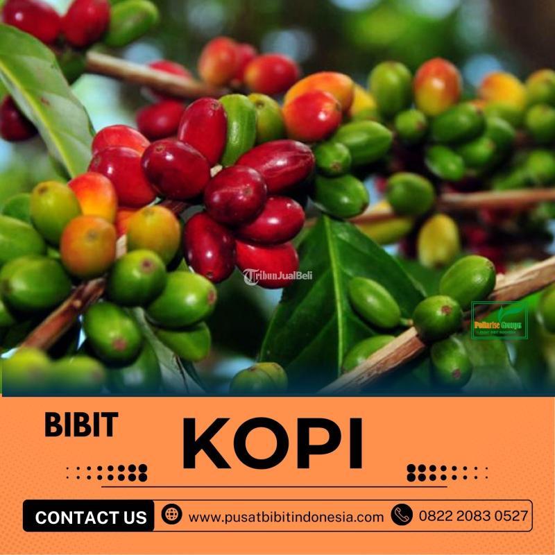Jual Bibit Kopi - Jambi