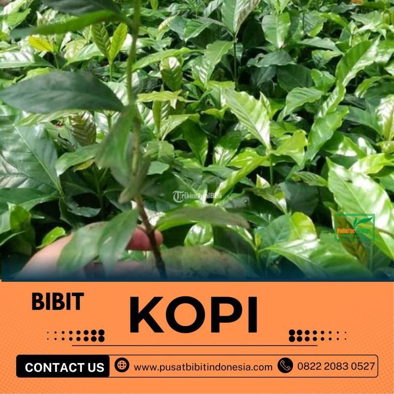 Jual Bibit Kopi - Jambi
