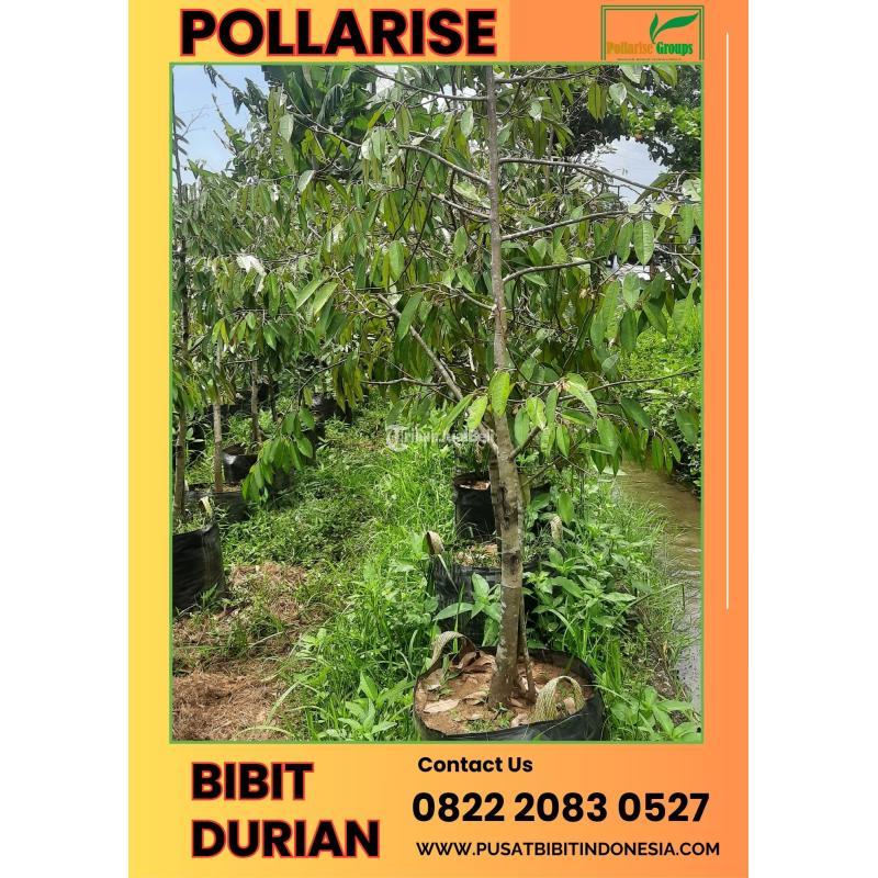 Bibit Durian Musang King - Tegal