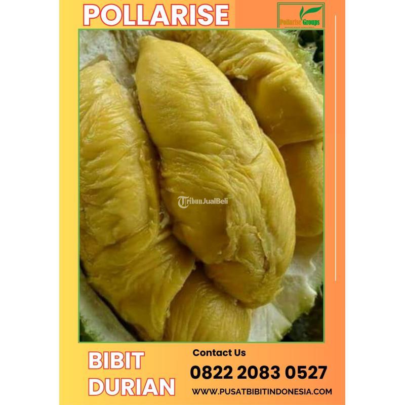 Bibit Durian Musang King - Tegal