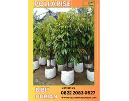 Tsel Pollarise Bibit Durian yang Bagus - Kendal 