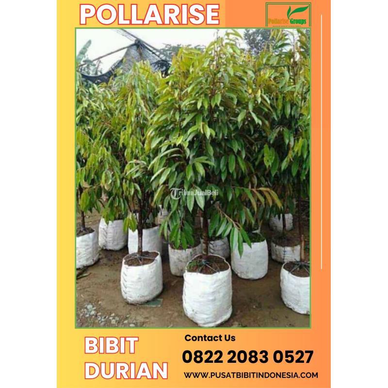 Tsel Pollarise Bibit Durian yang Bagus - Kendal 