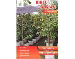 Bibit Benih Durian Musang King Perak - Kuningan