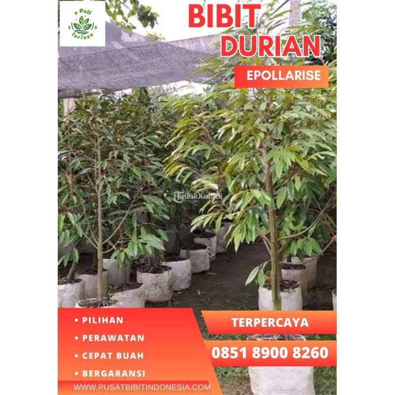 Bibit Benih Durian Musang King Perak - Kuningan