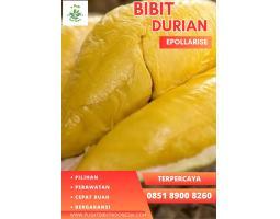 Bibit Durian Musang King Sertifikat - Bogor