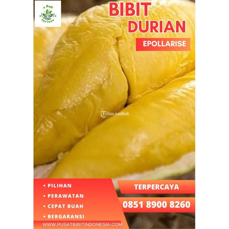 Bibit Durian Musang King Sertifikat - Bogor