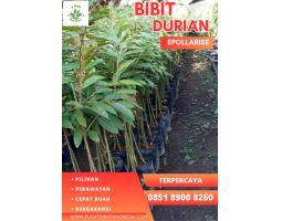 Bibit Durian Musang King Trubus - Karawang