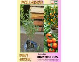Tsel Pollarise Bibit Jeruk Manis - Kendal 