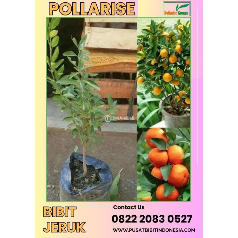 Tsel Pollarise Bibit Jeruk Manis - Kendal 