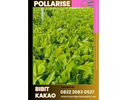 Pollarise Bibit Coklat Ember Pollari - Pandeglang 