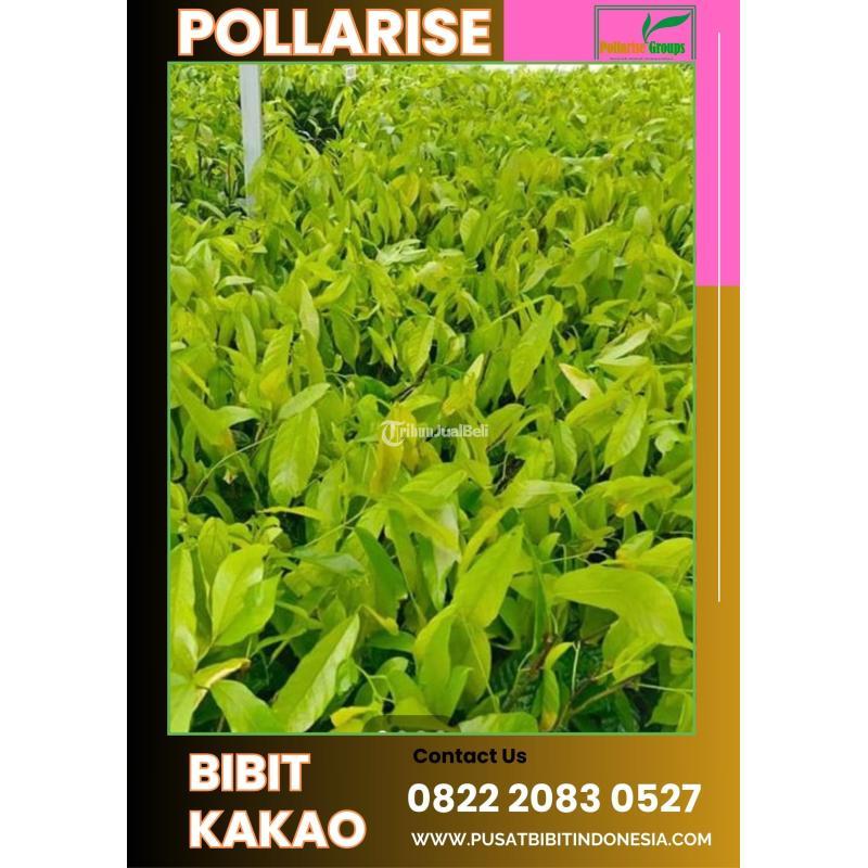 Pollarise Bibit Coklat Ember Pollari - Pandeglang 