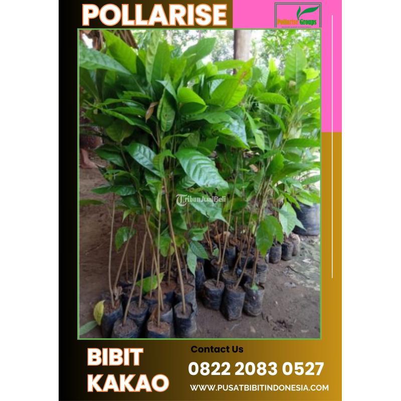  TSEL Pollarise Bibit Coklat Siap Tanam - Klaten