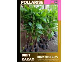  Pollarise Bibit Coklat - Medan
