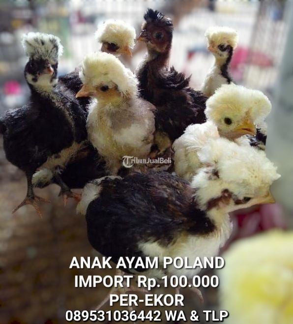 Ayam Hias Poland Asli Murah - Medan