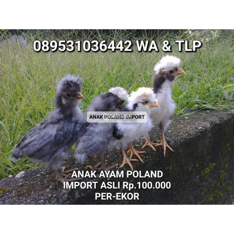 Ayam Hias Poland Asli Murah - Medan