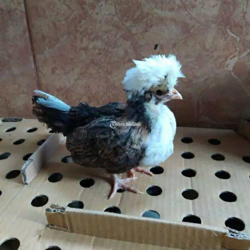 Ayam Hias Poland Asli Murah - Medan