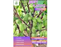 Jual Bibit Coklat Sambung Pucuk - Jambi