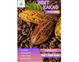 TSEL Epollarise Bibit Kakao Biji - Jambi 