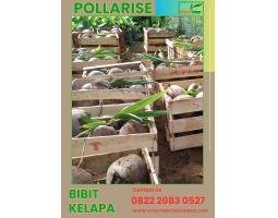 TSEL Pollarise Bibit Kelapa Genjah Entok - Purworejo