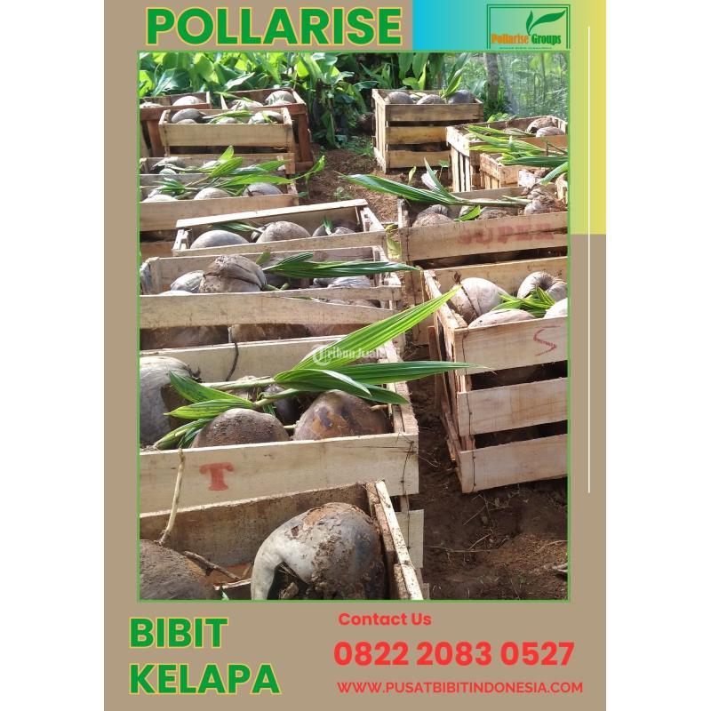 TSEL Pollarise Bibit Kelapa Genjah Entok - Purworejo