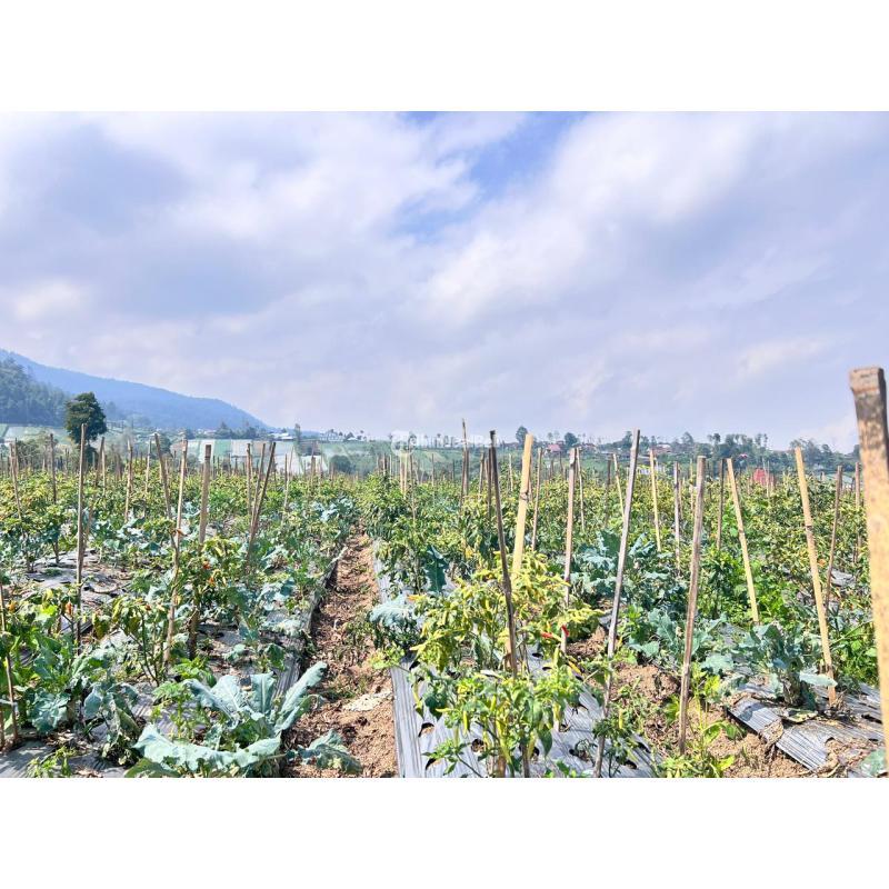 Dijual Tanah 7000m Cocok Untuk Wisata Kebun Buah Ngargoyoso - Karanganyar