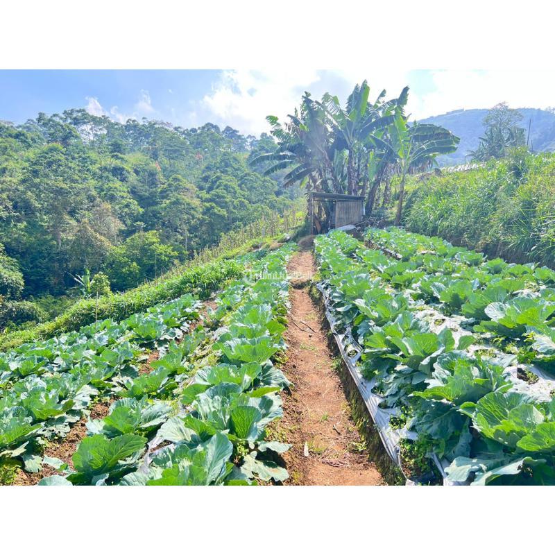 Dijual Tanah 7000m Cocok Untuk Wisata Kebun Buah Ngargoyoso - Karanganyar