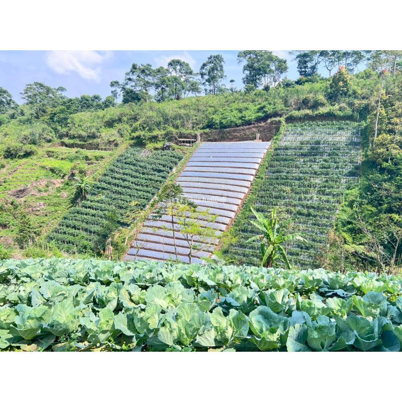 Dijual Tanah 7000m Cocok Untuk Wisata Kebun Buah Ngargoyoso - Karanganyar