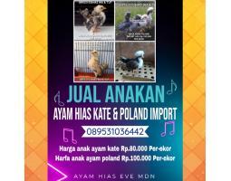 Ayam Hias An4kan Kate Dan Poland Import Asli Terawat Sehat - Medan