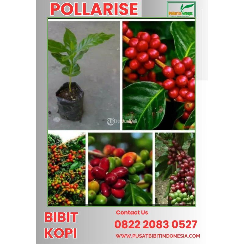 Tsel Pollarise Bibit Kopi Arabika Unggul dan Bersertifikat - Jember