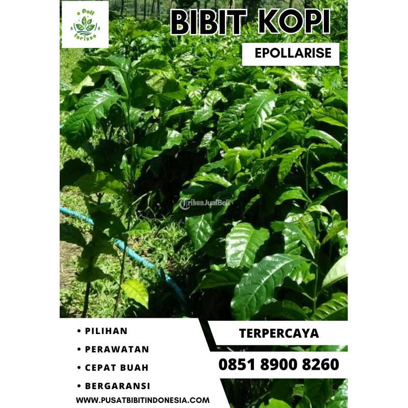 Tsel Epollarise Harga Bibit Kopi Arabika Berser - Kediri