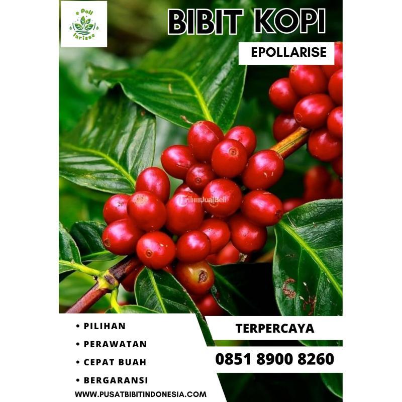 Tsel Epollarise Harga Bibit Kopi Arabika Berser - Kediri