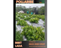 Tsel Pollarise Bel Bibit Lada Hitam - Bogor