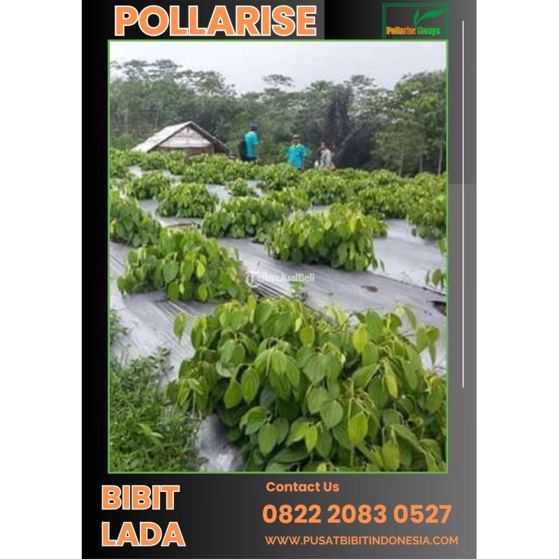 Tsel Pollarise Bel Bibit Lada Hitam - Bogor