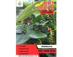 Tsel Pusat Bibit Lada Hitam Sabah - Kudus