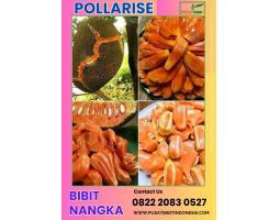  Tsel Pollarisee Bibit Nangka Sri Bajong - Lebak