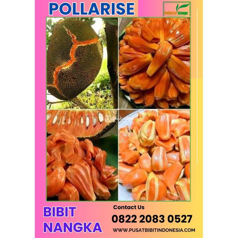  Tsel Pollarisee Bibit Nangka Sri Bajong - Lebak