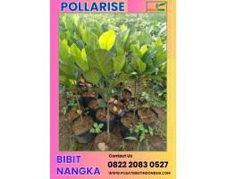 Tsel Pollarisee Bibit Nangka Pendek - Kendal