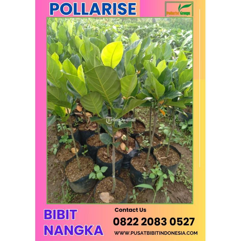 Tsel Pollarisee Bibit Nangka Pendek - Kendal