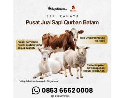 Sapi Kurban di Rahayu Sapi - Batam