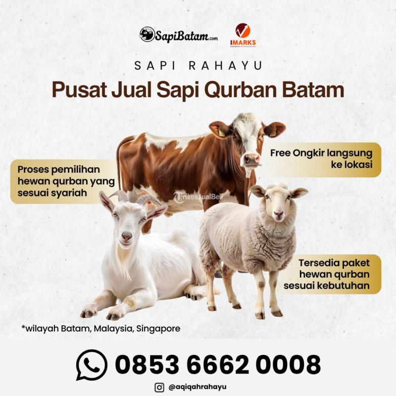 Sapi Kurban di Rahayu Sapi - Batam