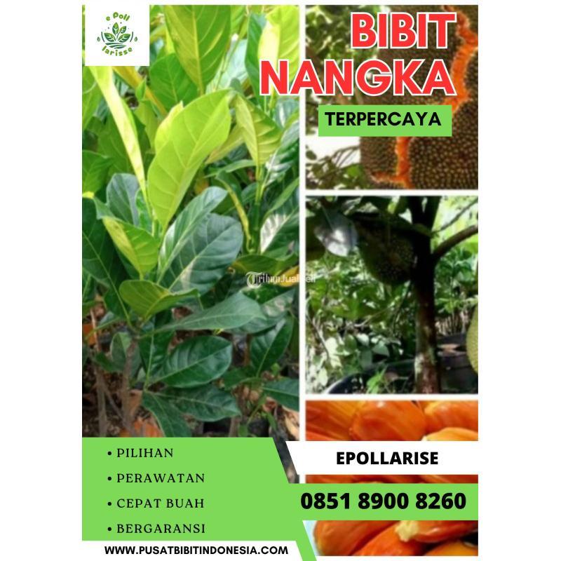 Tsel Epollarise Bibit Nangka - Garut