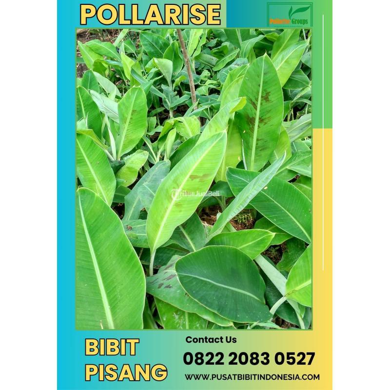Bibit Pisang Super - Indramayu