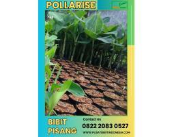  Tsel Jua Bibit Pisang Kepok Kalimantan - Klaten