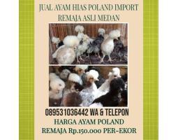 Ayam Hias Polan Poland Polandia Jambul Import Asli Sehat Murah - Medan