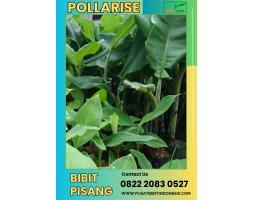 Bibit Pisang Berusia 3- 4 Bulan - Semarang